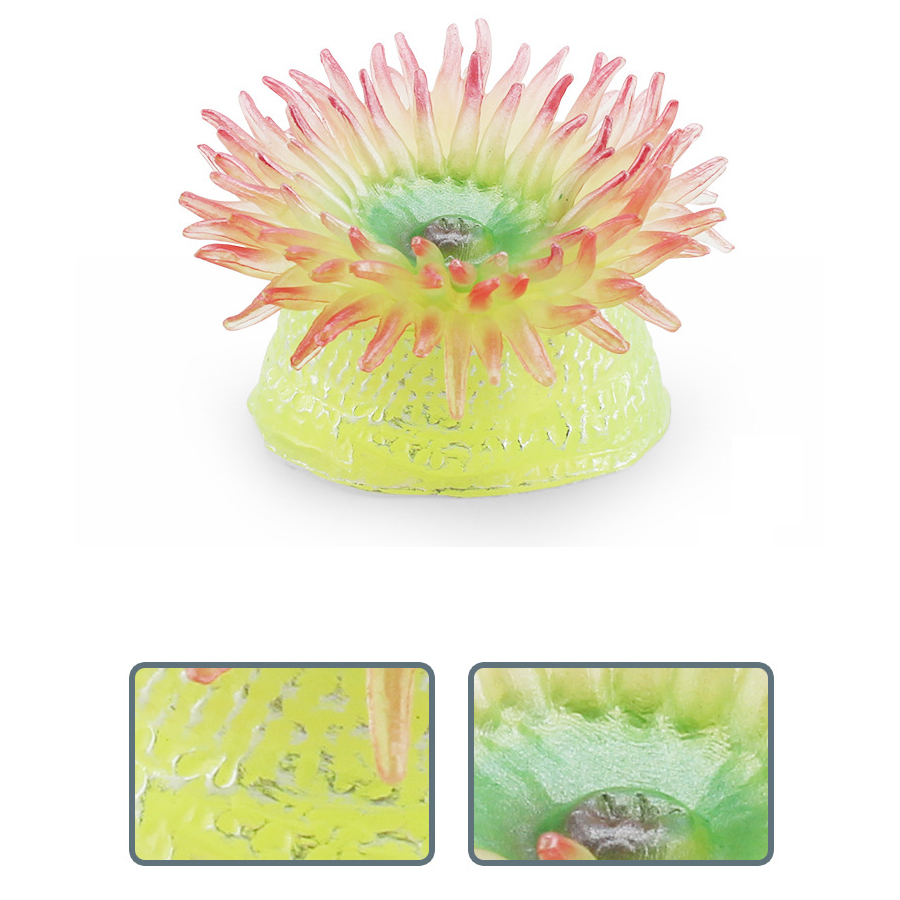 Realistic Coral Sea Anemones S – Kids Education Picture Bewertung und Preis
