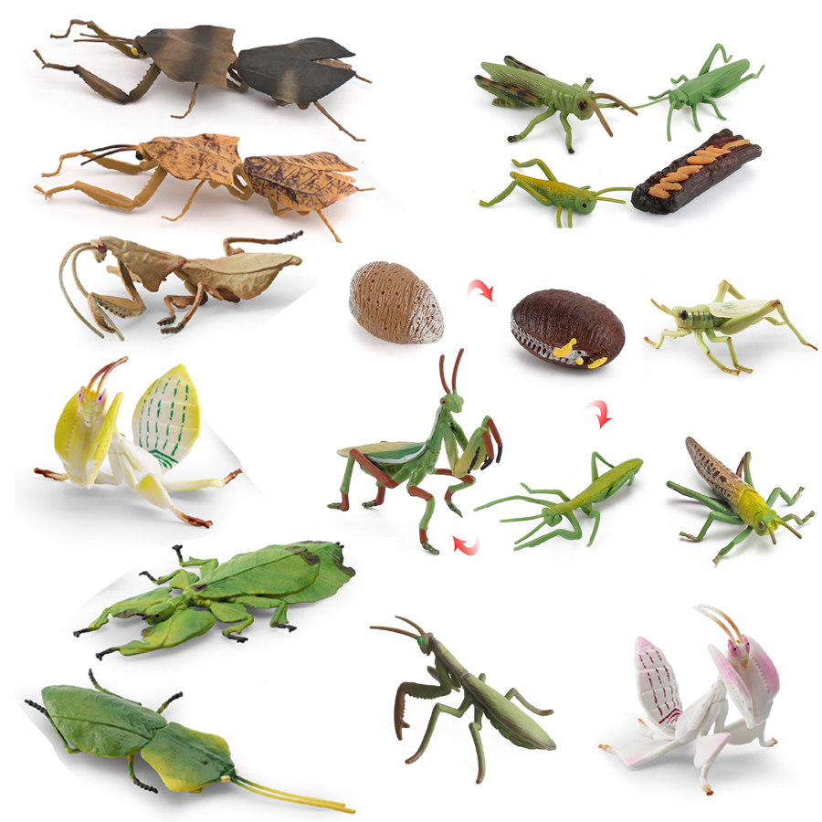 Realistic Orchid Mantis Dead L – Kids Education Picture Bewertung und Preis