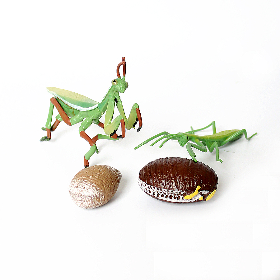 Realistic Orchid Mantis Dead L – Kids Education Picture Bewertung und Preis